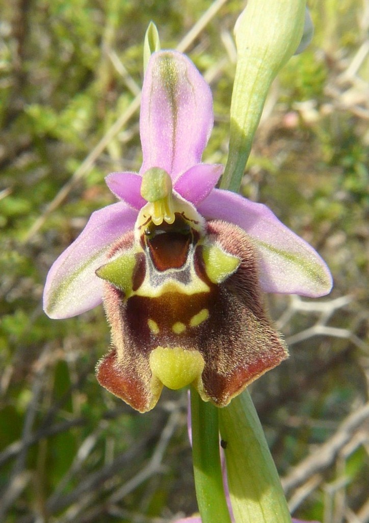 Ophrys cretica, Ophrys episcopalis  Creta aprile 2016